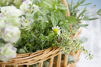 もう寄せ付けない ホイホイ無しでゴキブリ対策にはアロマが効果あり